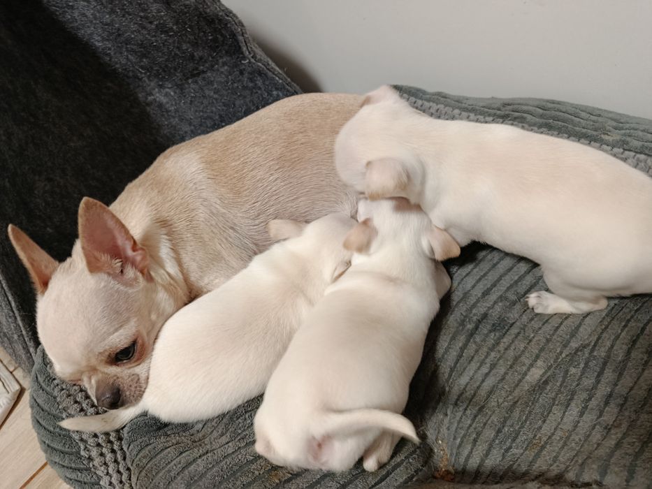 Чіхуахуа коббі щенки чихуахуа