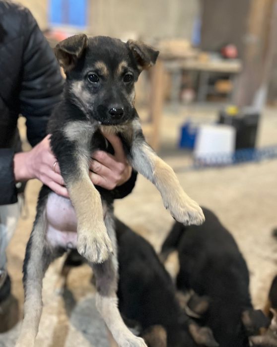 Собачки, віддамо в хороші ручки