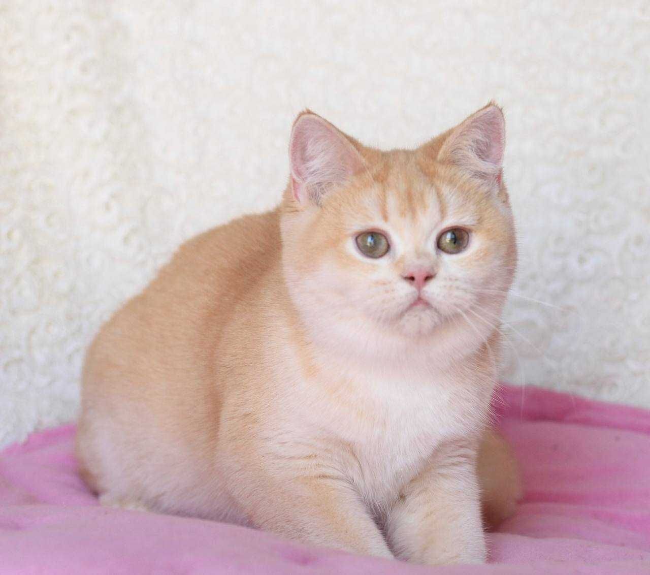 Brytyjska kotka unikalna w Polsce - czerwone złoto