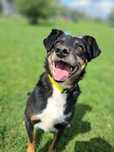 Piękny Piorun do adopcji!