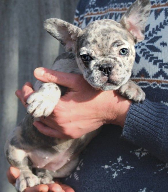 Французики генні карапузики