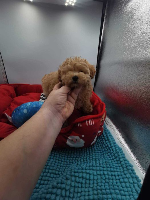 Maltipoo - pudel toy red & maltańczyk- śliczny piesek z rodowodem