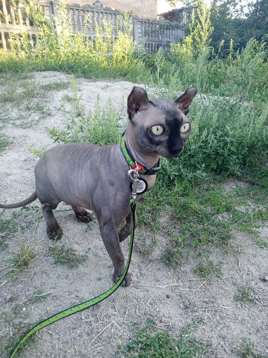 Сфінкс ельф,шукає кішечку для в'язки