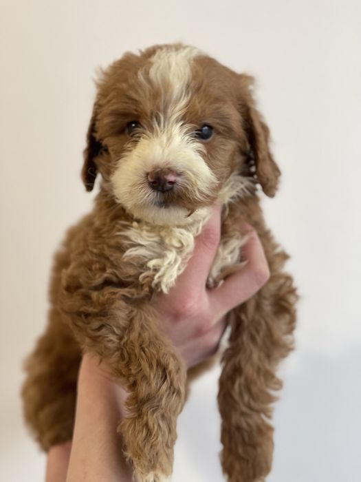 Goldendoodle f1b Medium - badania genetyczne