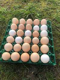Jaja Jajka Świeże Swojskie Wiejskie [1 sztuka = 1 zł]