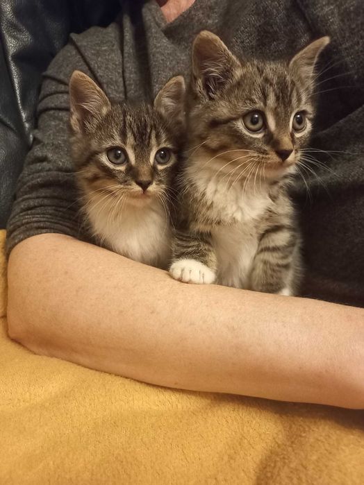 Mam do oddania kociaki