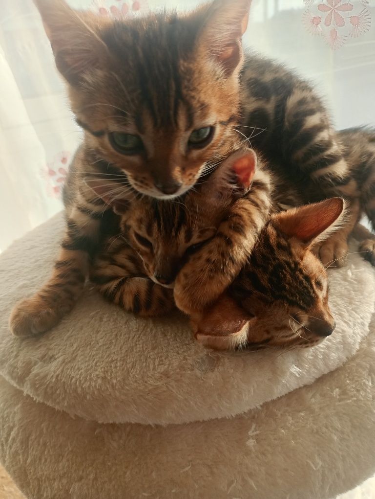 Sprzedam Kotka Bengalskiego
