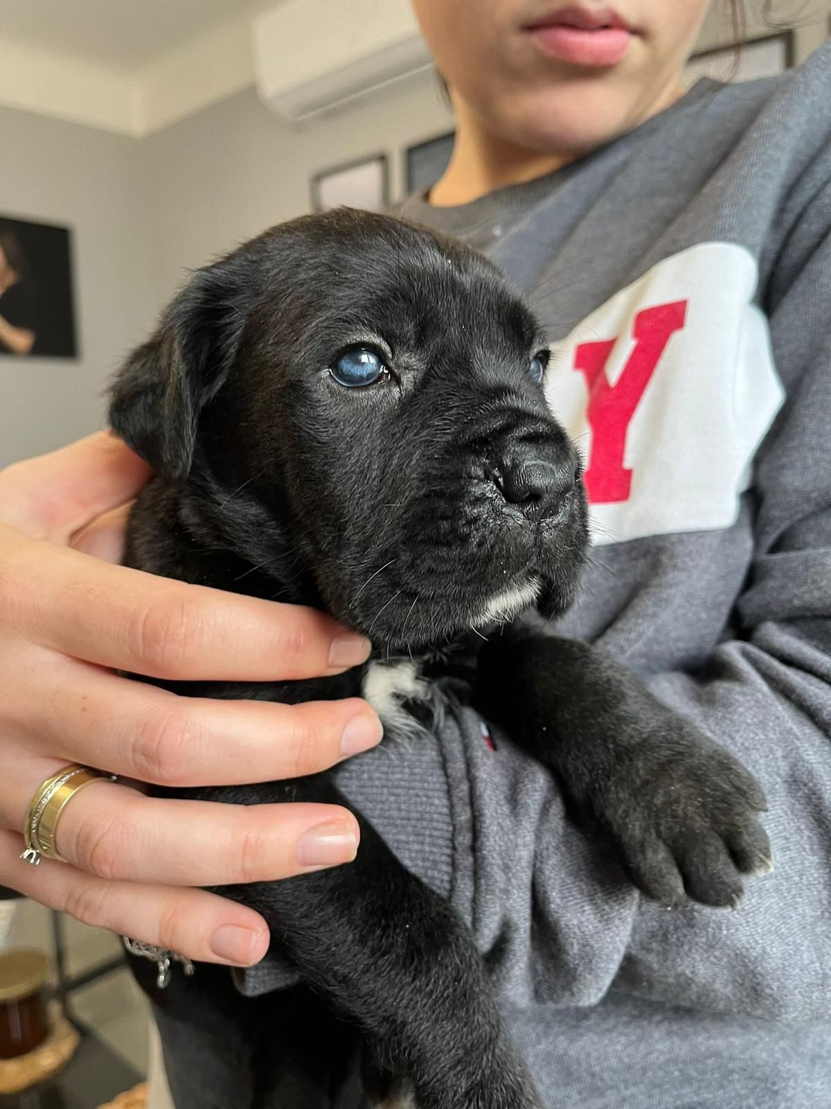 Cane Corso mocny pies