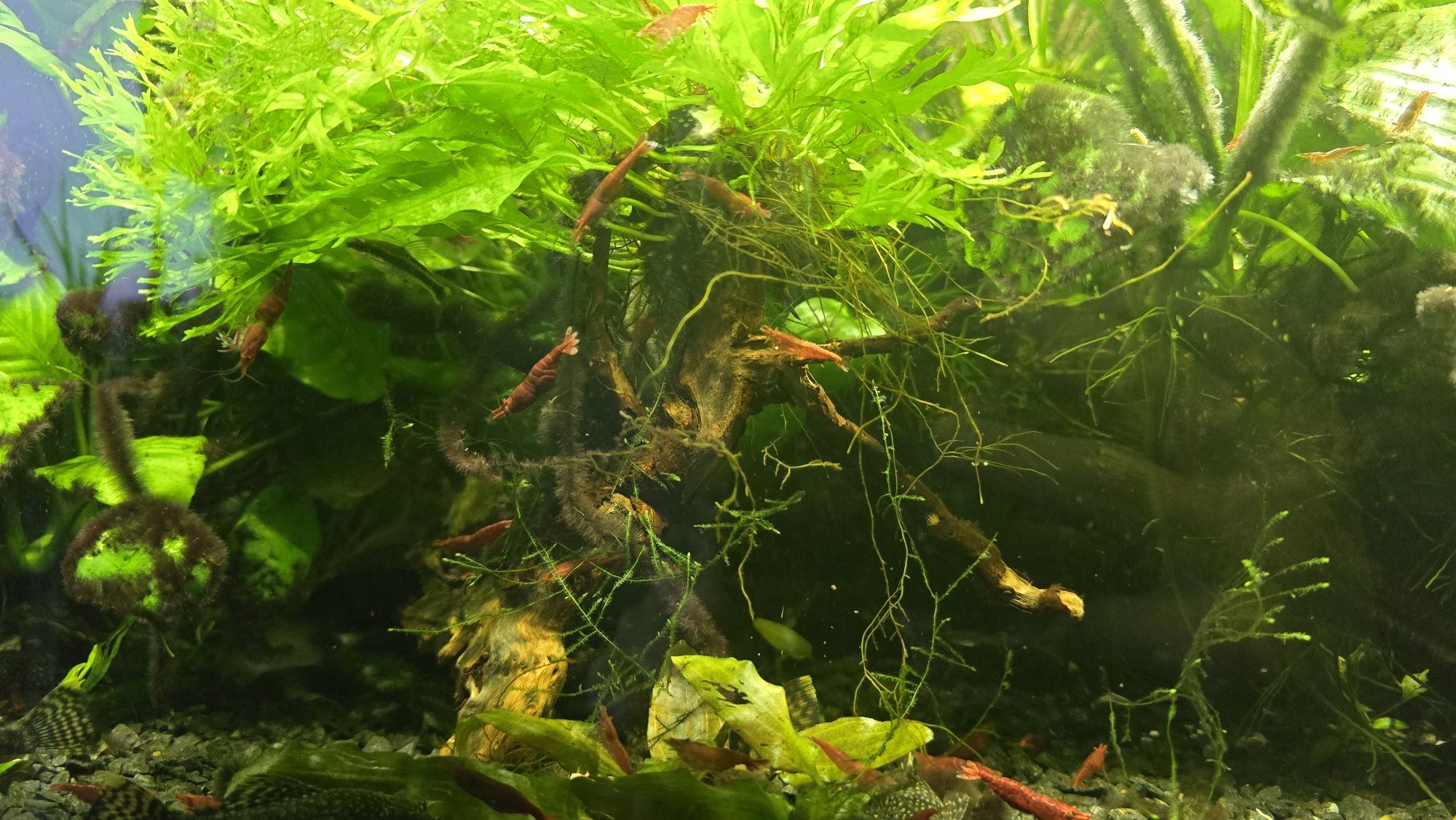 Krewetki red cherry