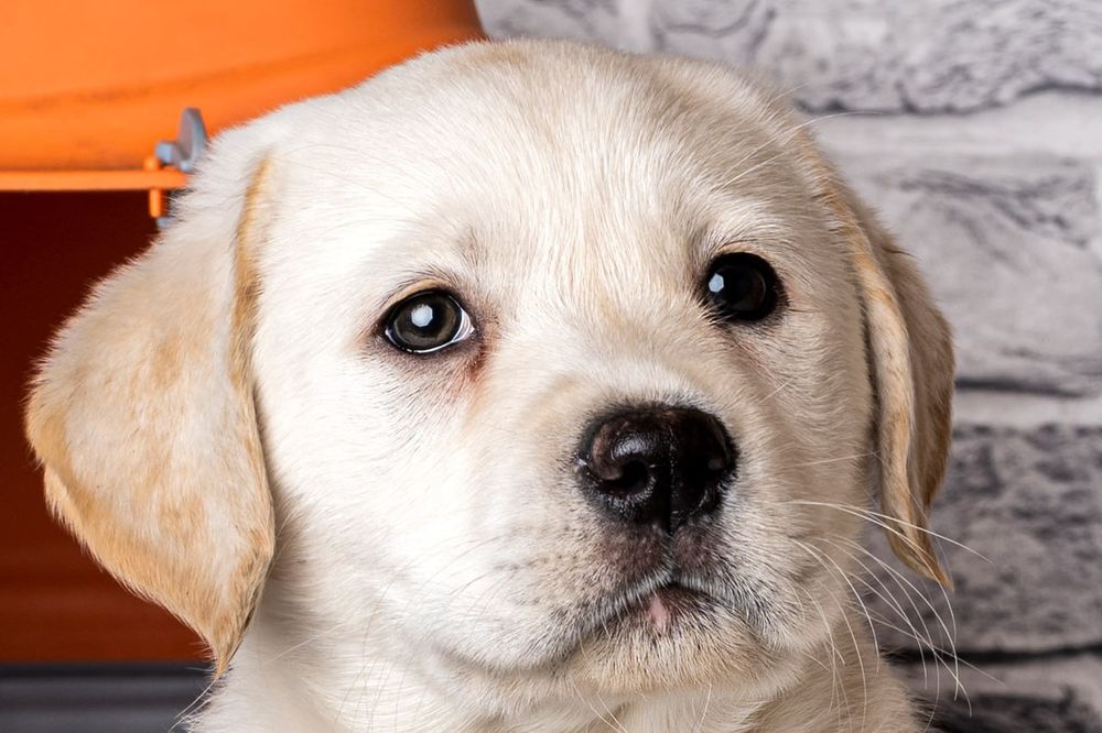 Предлагается к продаже щенок лабрадора ретривера!
Щенки имеют:
• Meтри