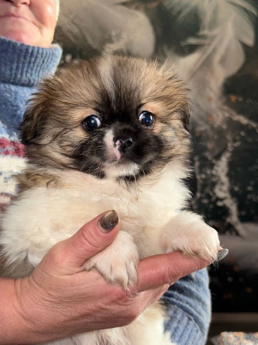 Продам пекінесів