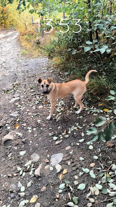 Віддам песика в добрі руки