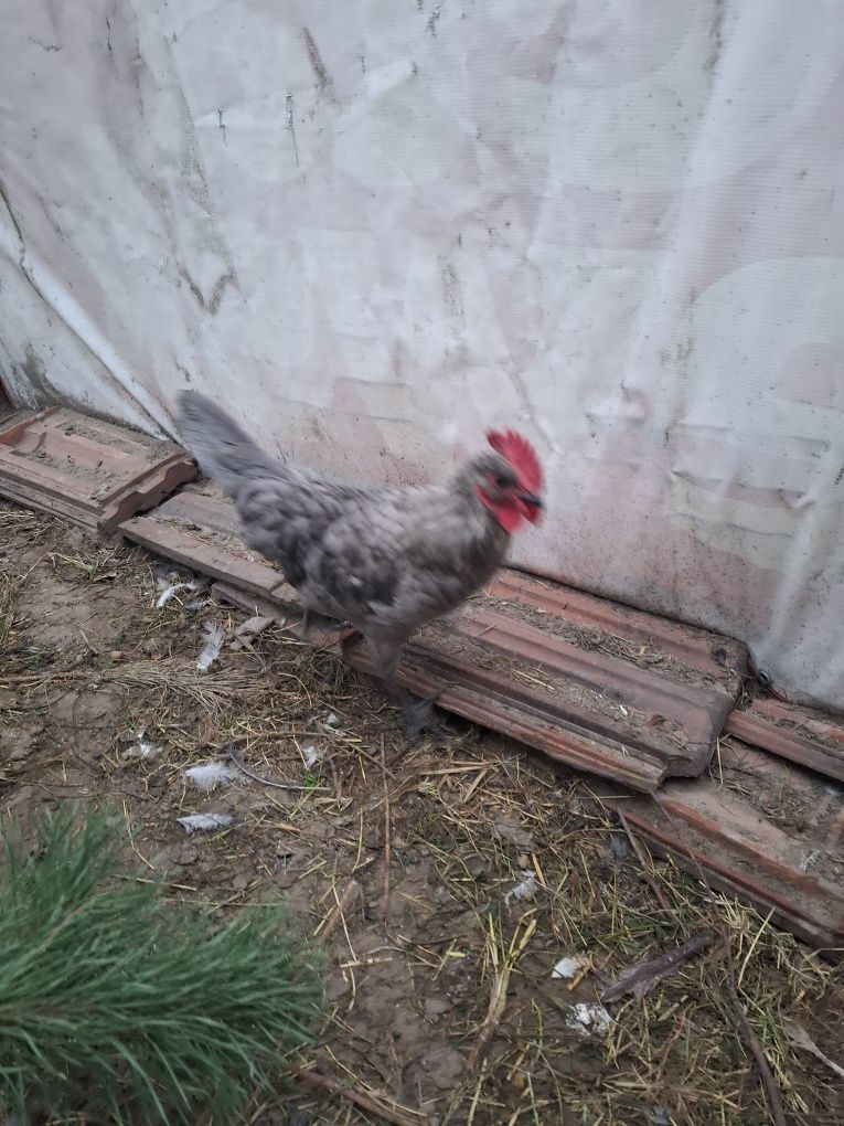 Koguty  marans, australorp, wyandotte, sandy
