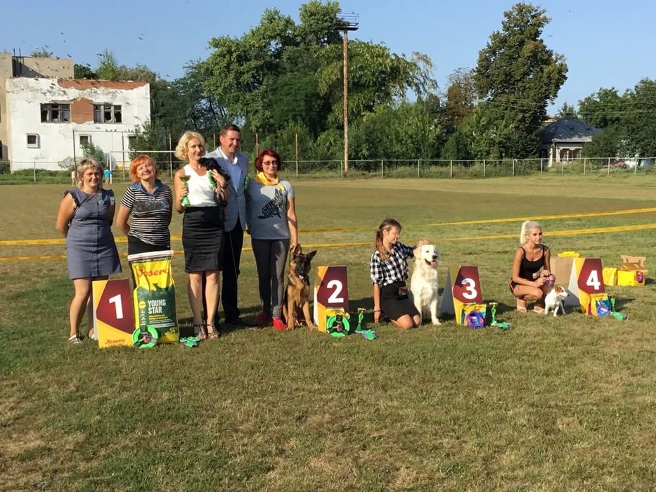 Цуценята німецької вівчарки