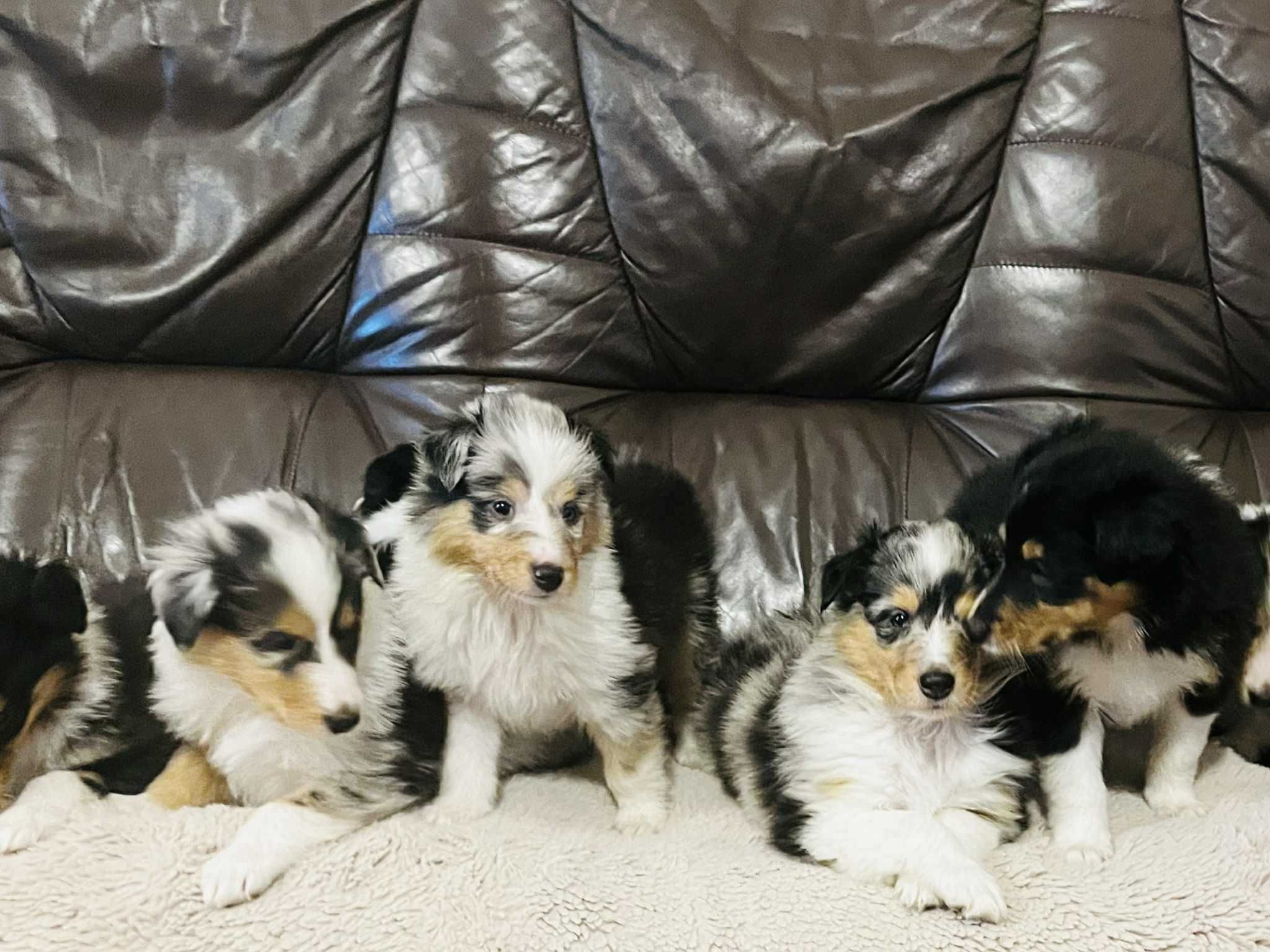 Szczeniak suczka Owczarek szkocki długowłosy - Collie