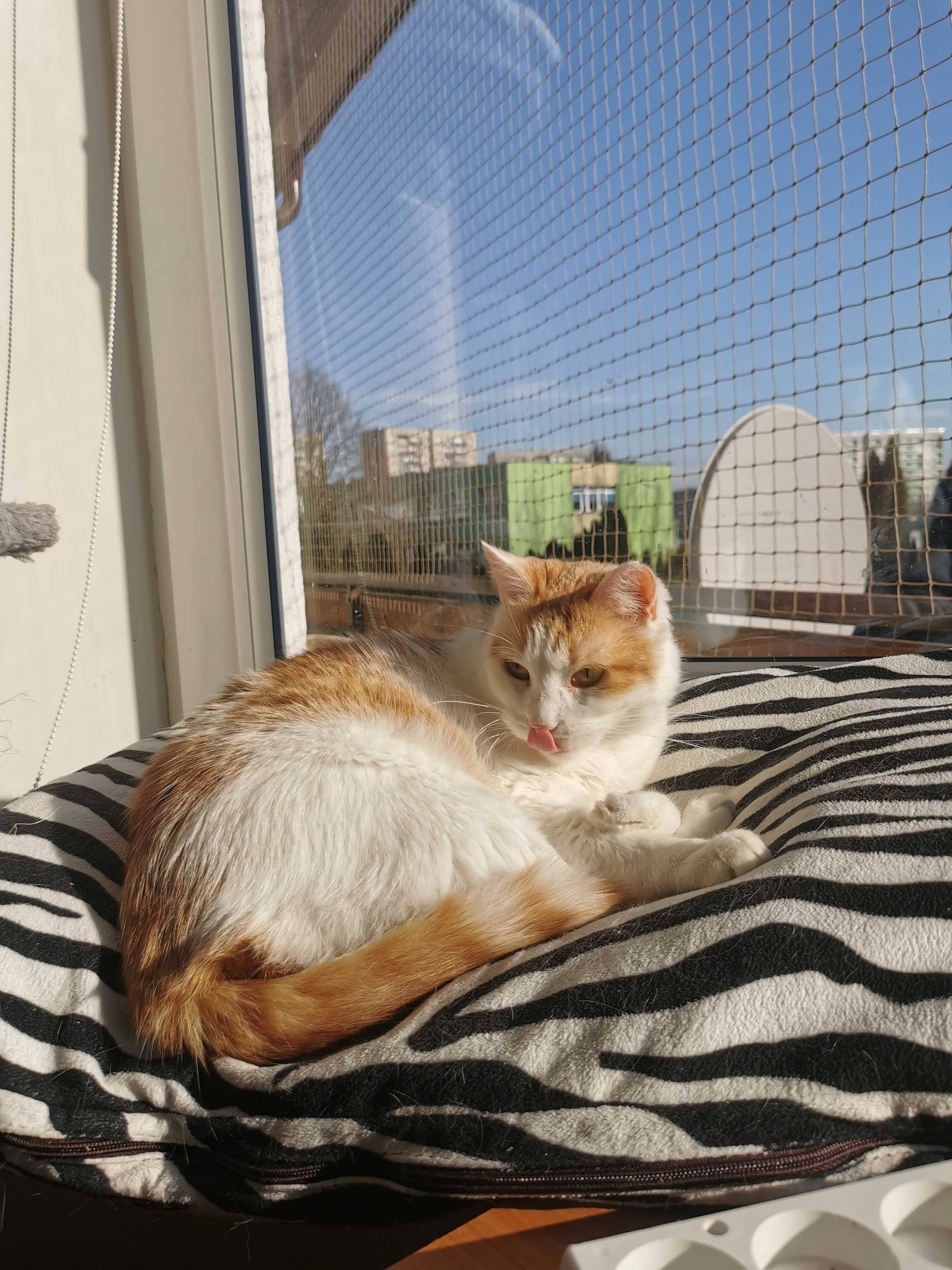 Piękna Delicja do adopcji