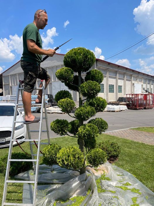 Топиарная стрижка растений!стрижка рослин!