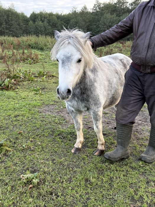 Sprzedam kucyki ze zdjecia