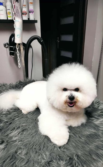 Bichon Frise szczenięta FCI – rezerwacje otwarte