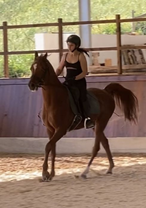 Vendo PSA, 5 anos, castrado, lazao, 1,60cm