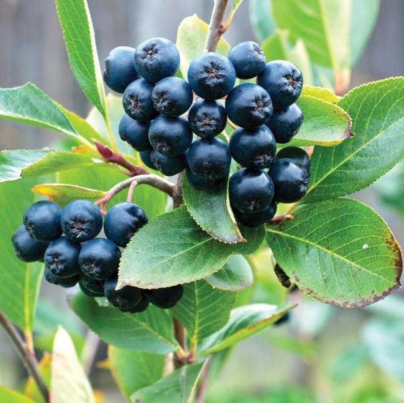 Aronia ! 3 letnie duze sadzonki! OWOCUJĄCE! 120cm miododajne