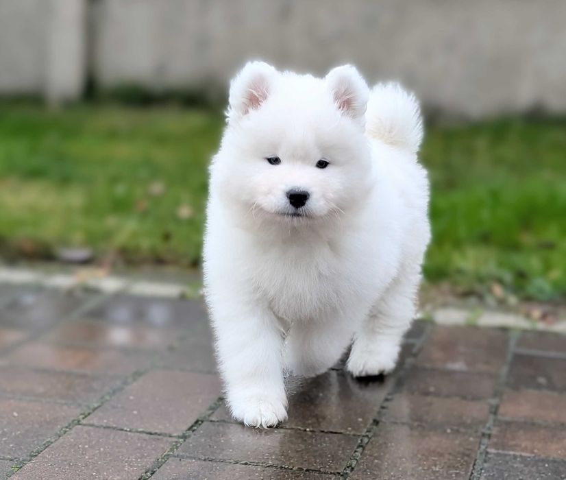 Samiec, samoyed, szczeniak, odbiór koniec listopada, Sesto Senso FCI