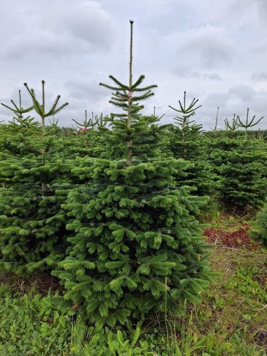 Jodła kaukaska w donicy
