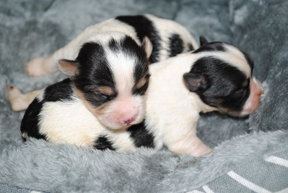 Малята біверята до Нового Року