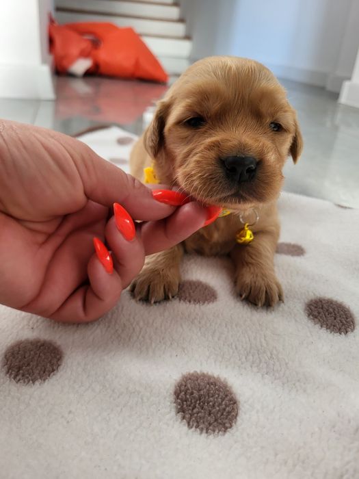 Piesek golden retriver w typie amerykańskim
