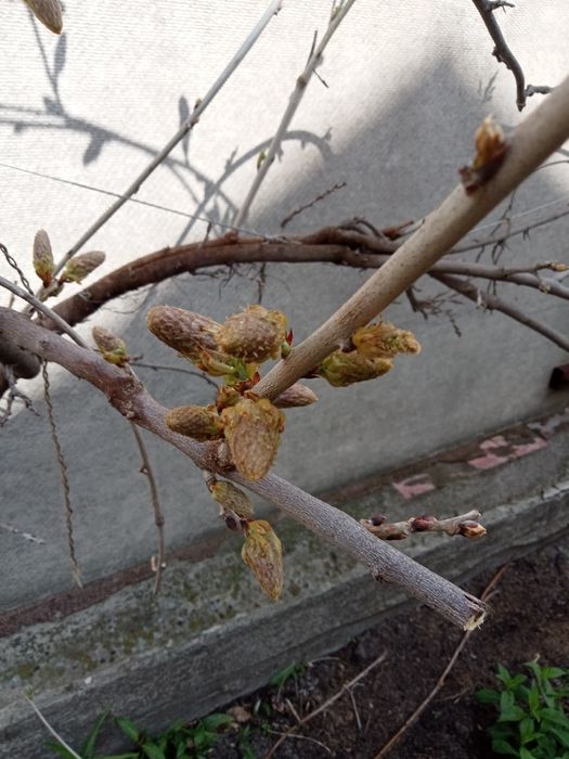 Глициния Блю-сапфир