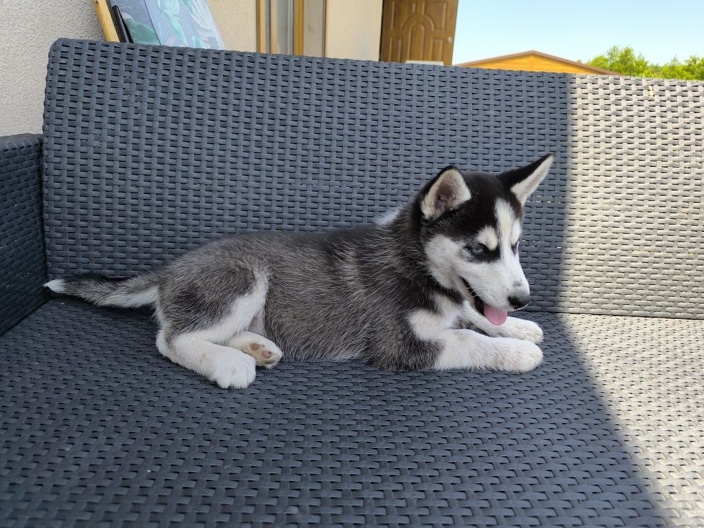 Suczka syberyjski husky