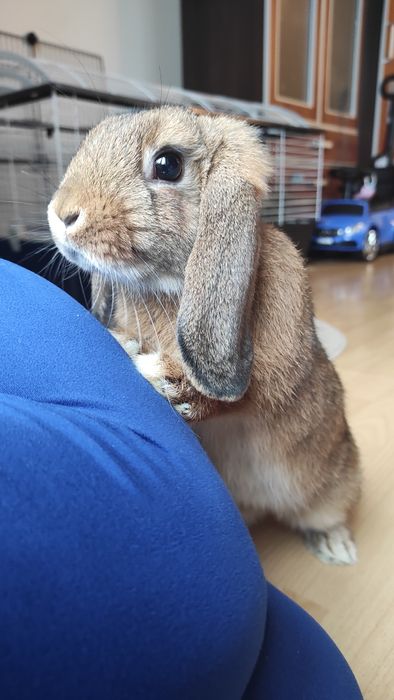 Mini lop  króliczki samiczki z całym wyposarzeniem