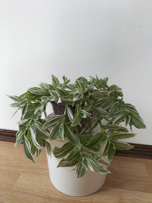 Традесканція зебріна