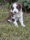 Border Collie piesek