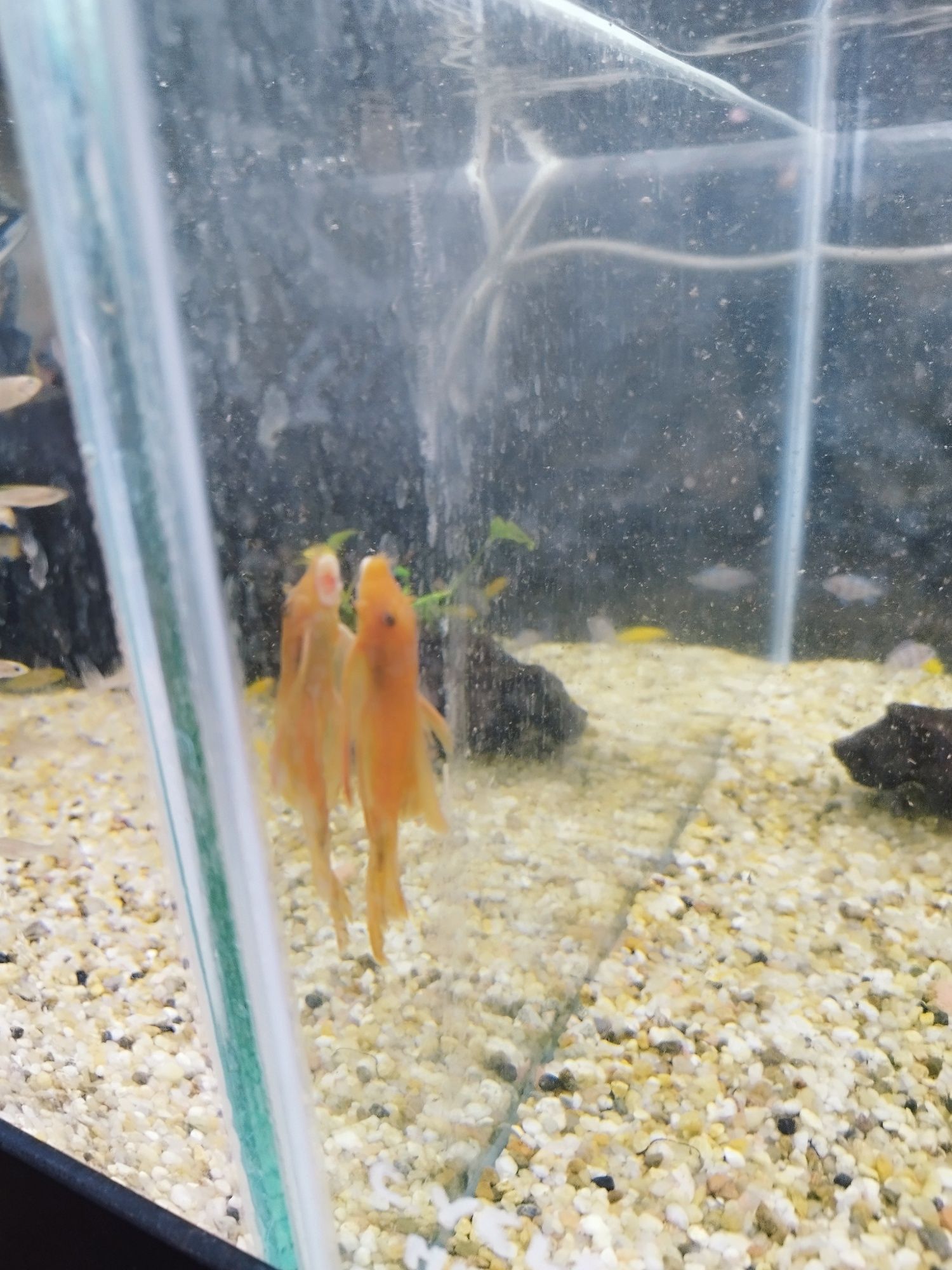Zbrojnik glonojad ancistrus super Red welonowe samce