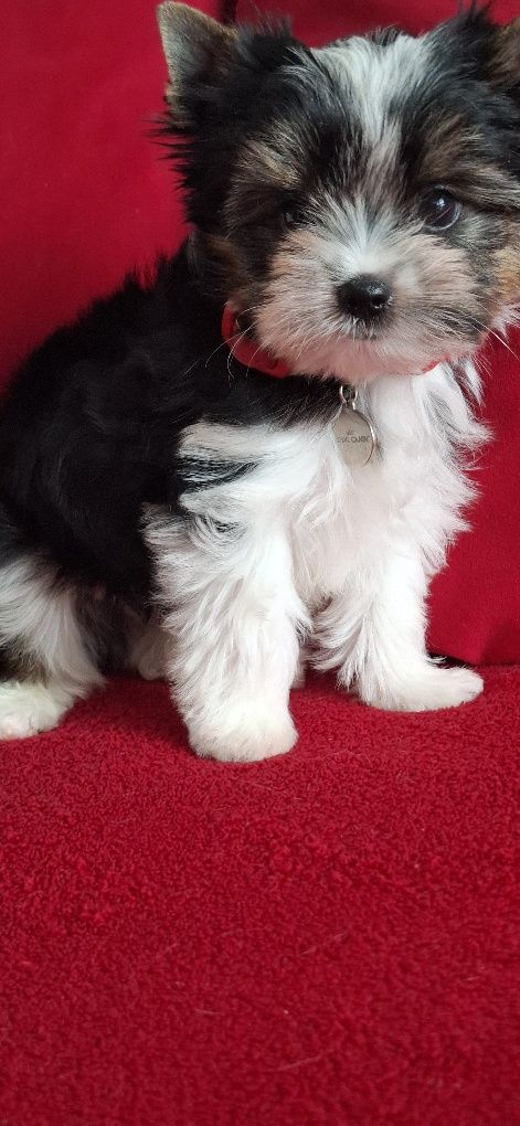 York Biewer Yorkshire Terrier  piesek rodowod pełny 4ro pokoleniowy