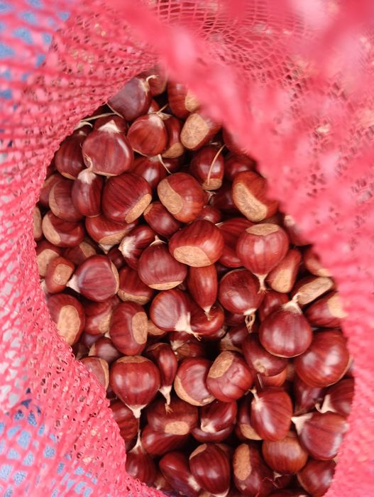 Vendo castanha média da zona de Sernancelhe