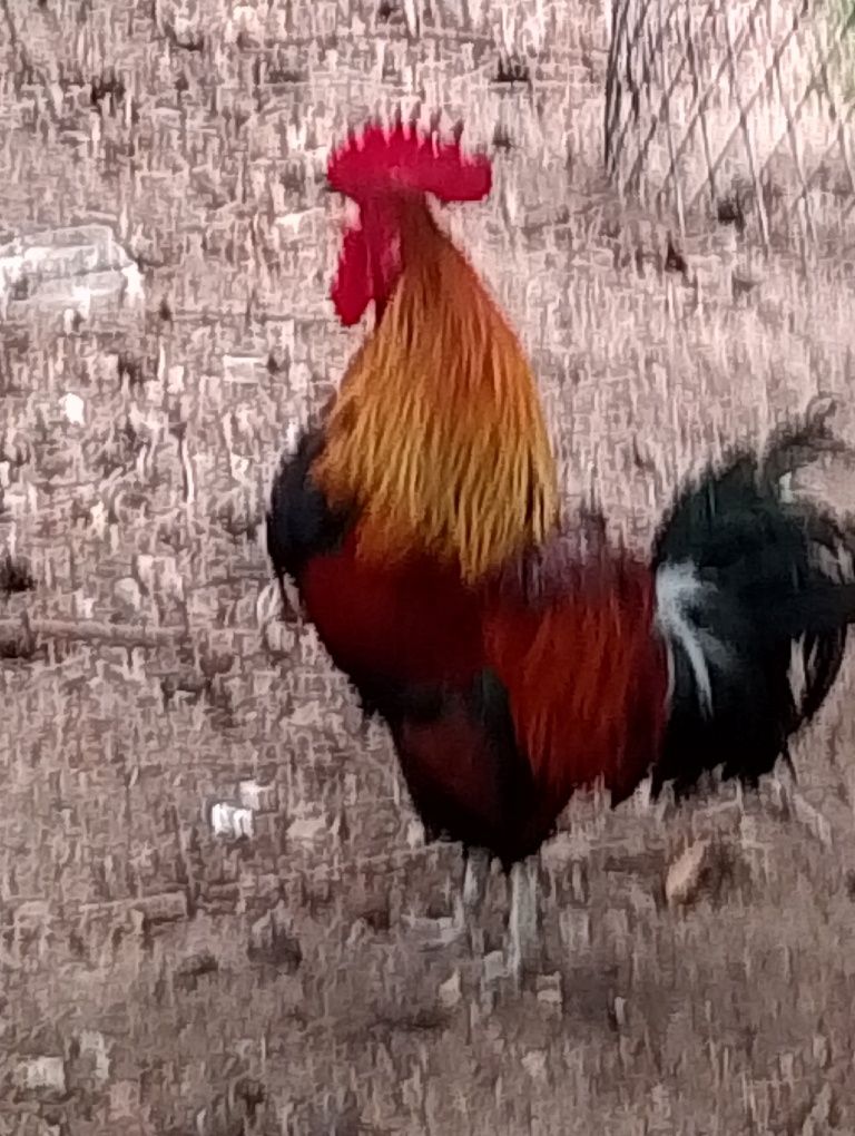Kogut od zielononóżek