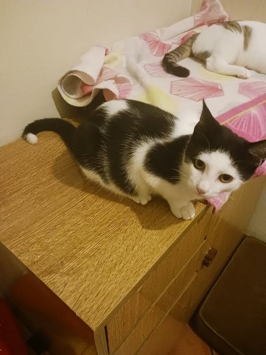 Timor- gato jovem (5 meses para adoção)