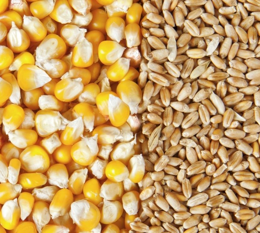 Пшениця кукурудза
