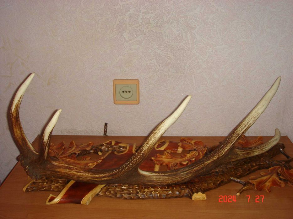 Рога оленя благородного.