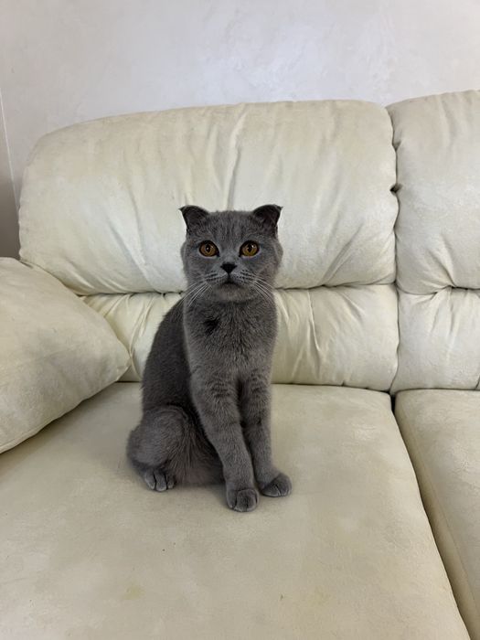 Британські блакитні кошенята