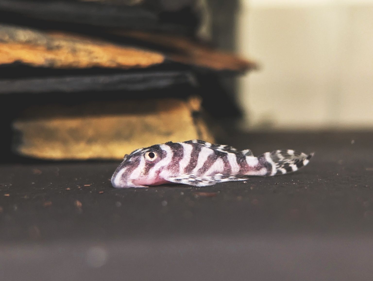 Hypancistrus 4cm