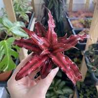 Криптантус / Cryptanthus Red Star