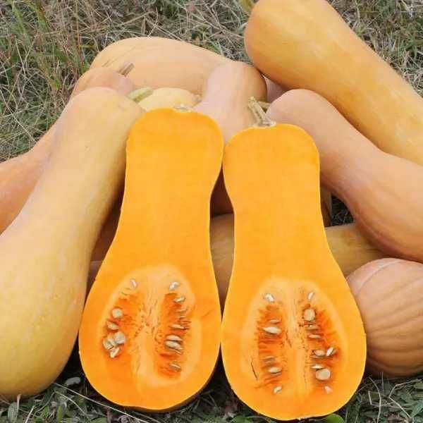 Солодкі гарбузи Лунга та Мускатний