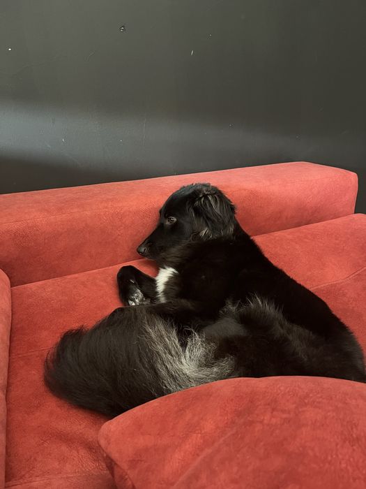 Molly cadela 1 ano +/-