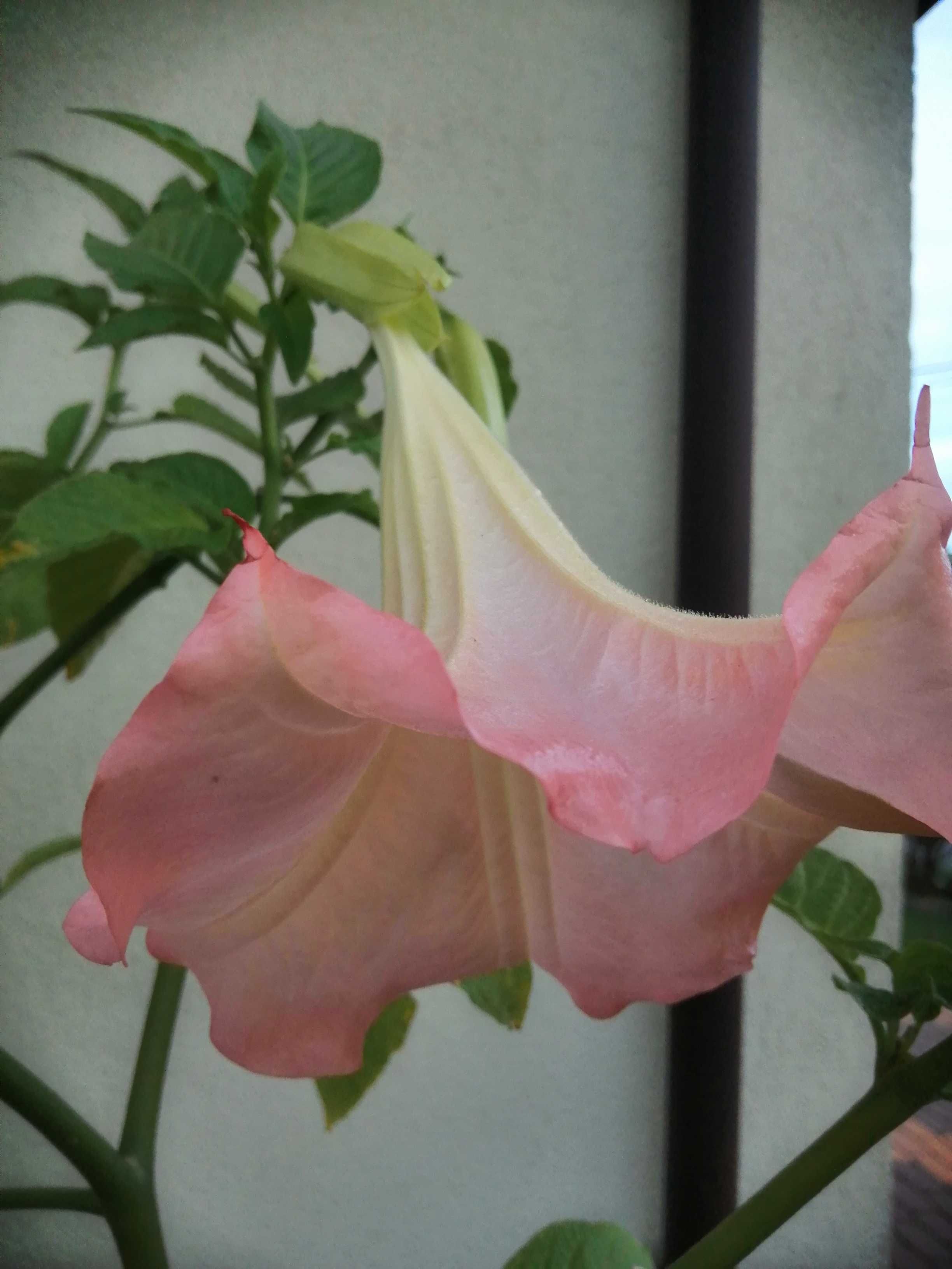 Datura trikolor -różowa ,żółta ,biała doniczka 10 litrów