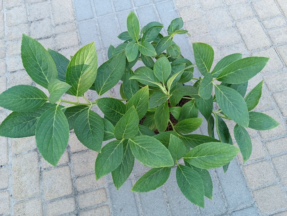 Крупнолистная гортензия