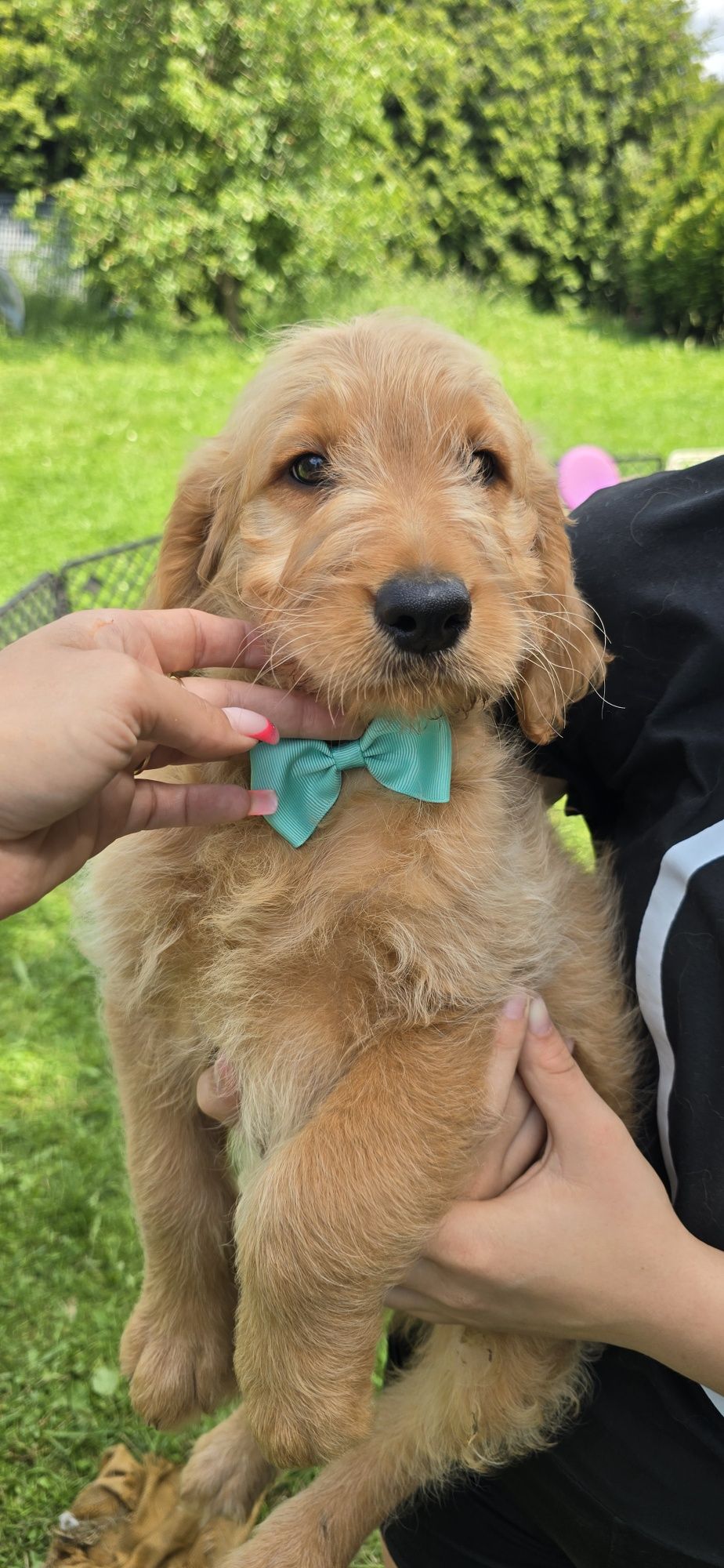 Goldendoodle f1 standard piesek