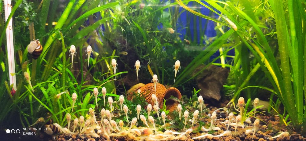 Ancistrus Gold (Locaridio Dourado)